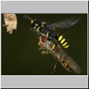 Ectemnius cavifrons oder ruficornis - Grabwespe w08e 11mm beim Nesteintrag - Schwebfliege.jpg